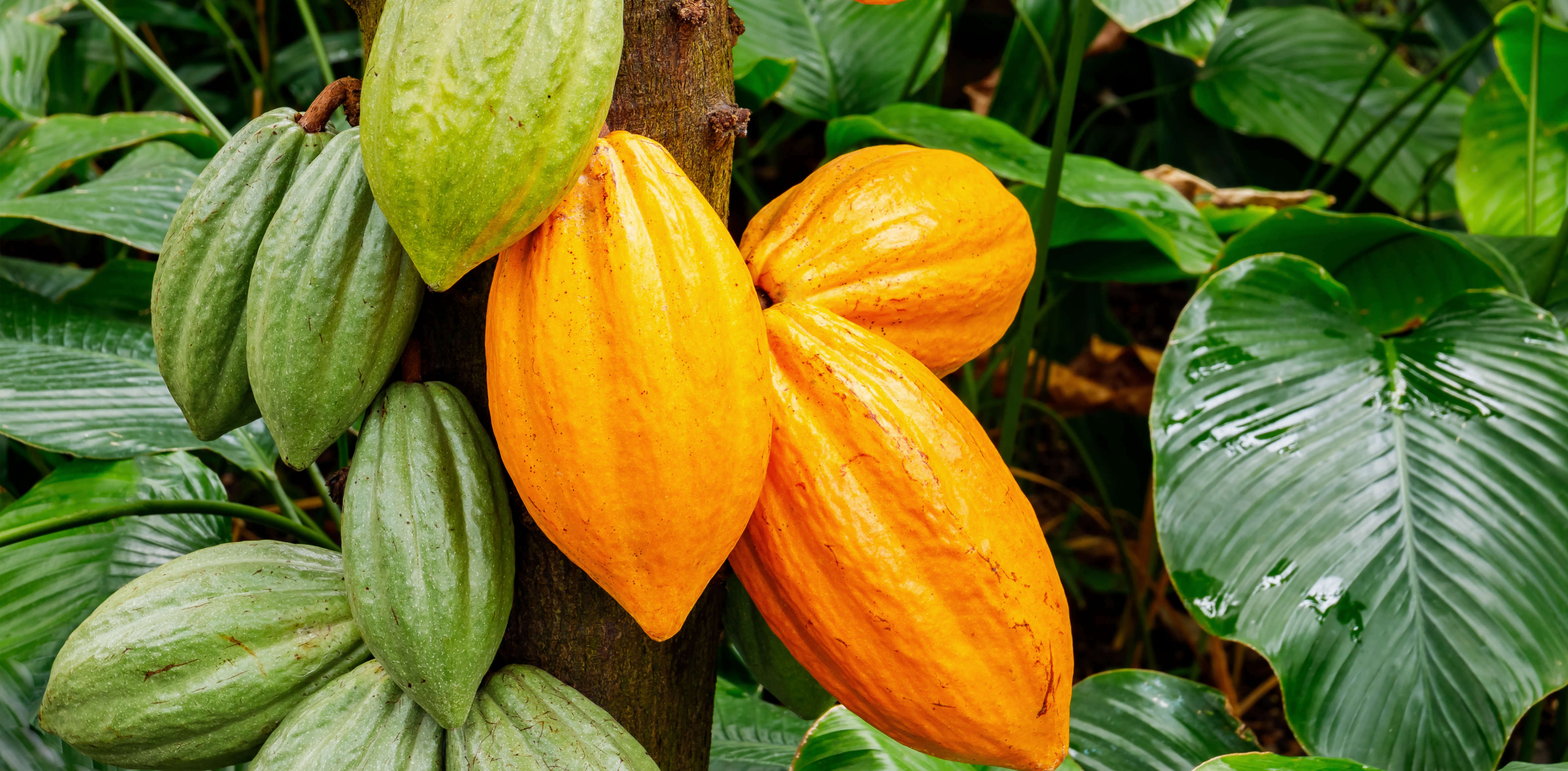 GHANA COCOA BOARD Library