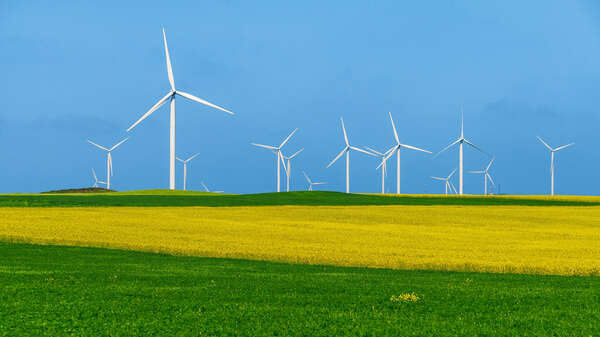 Wind turbine in a yellow flower field of rapeseed - Image
