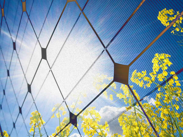 Closeup of a photovoltaic solar cell with sun glare and a fresh rapeseed field - Image