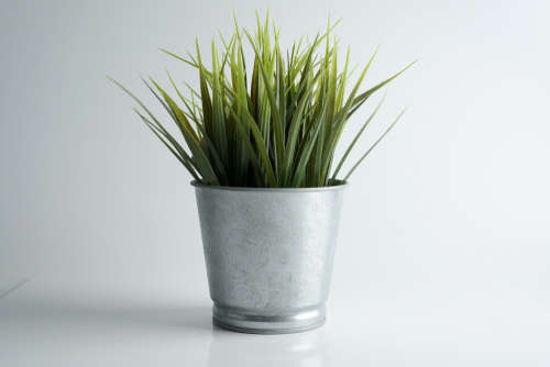 green plant on aluminium pot isolation on white background