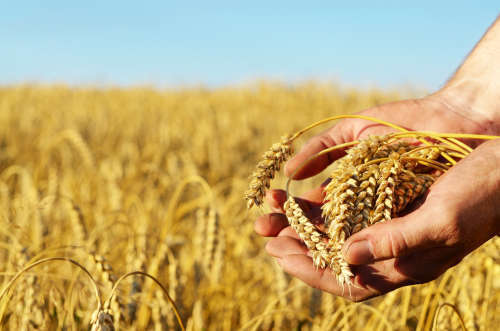 The wheat ears in farmer's hands close-up sunset time