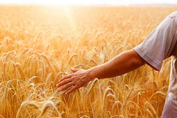 wheat field with a man from back touching the wheat
