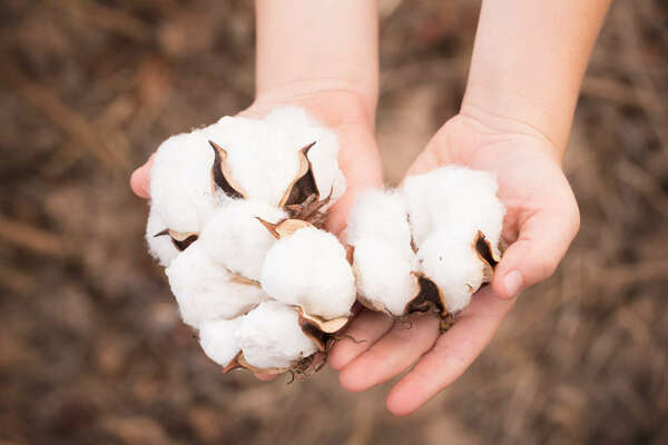 cotton flowers in a child's hand