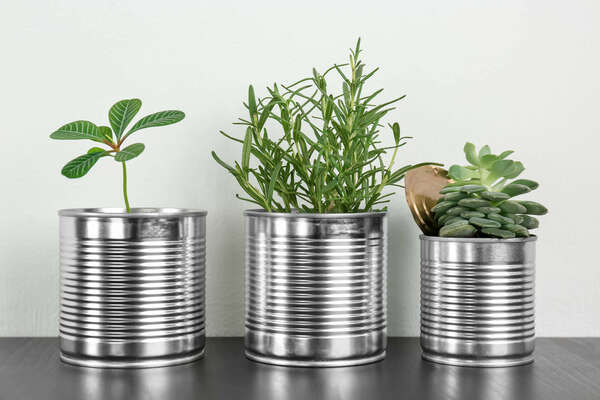Aluminum cans used as containers for growing plants on wooden table against light background