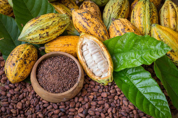 Ripe cocoa pod and nibs, cocoa beans setup background
