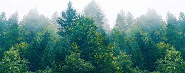 Tackling Deforestation across the Supply Chain